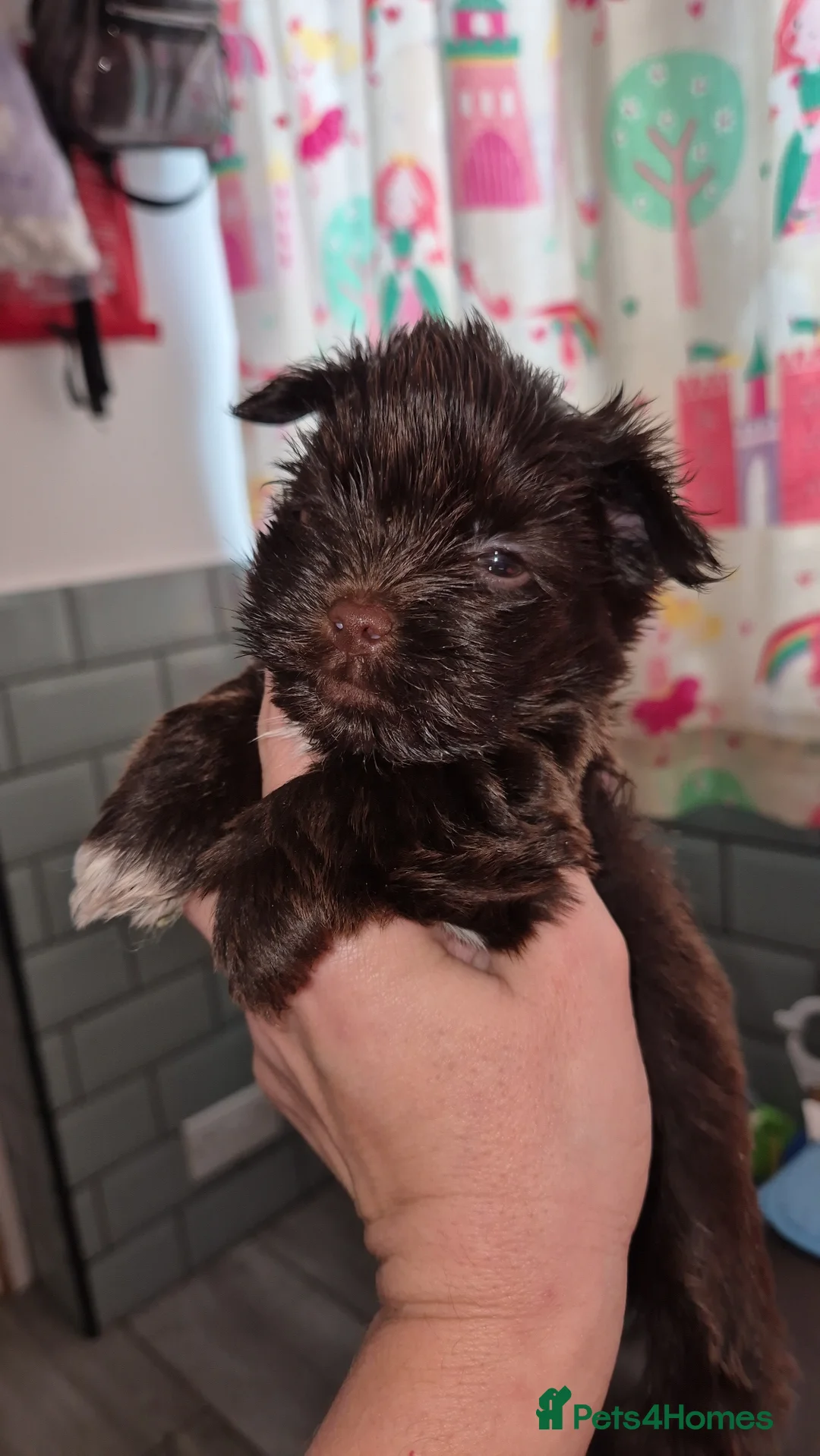 Yorkshire Terrier dogs for sale: REDUCED LAST 2 BOYS  - Advert 9