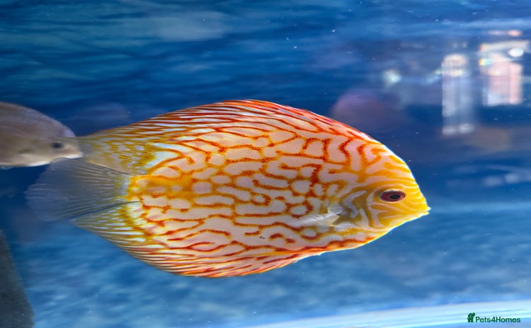 Discus fish - Advert 15