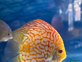 Discus fish - Advert 2