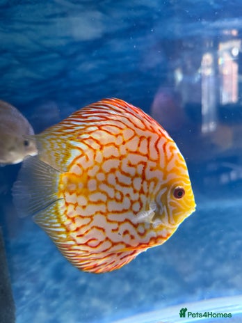 Discus fish - Advert 2