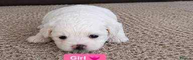 Bichon Frise 4