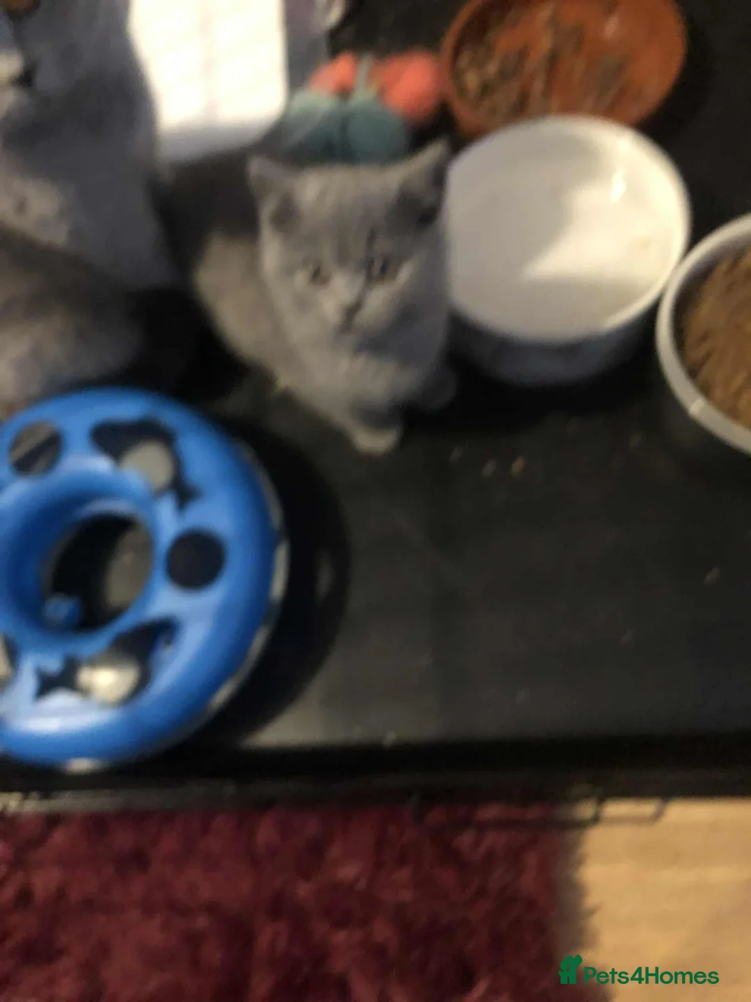 British Shorthair cats for sale: Beautiful kittens  - Advert 2