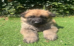 German Shepherd dogs for sale: German shepherd  - Image 4