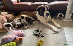 Saint Bernard dogs for sale: Gorgeous Saint Bernard puppies looking for homes - Image 10