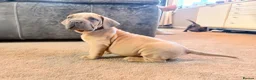 Boerboel dogs for sale: STUNNING NABBR REGISTERED GIRLS.  - Advert 23