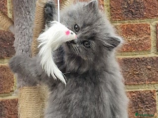 British Longhair cats Blue & Lilac Gorgeous fluffy BLH male kittens - Advert 2
