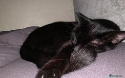 Maine Coon cats for sale: Free 2 year old Main coon crosses - Image 6