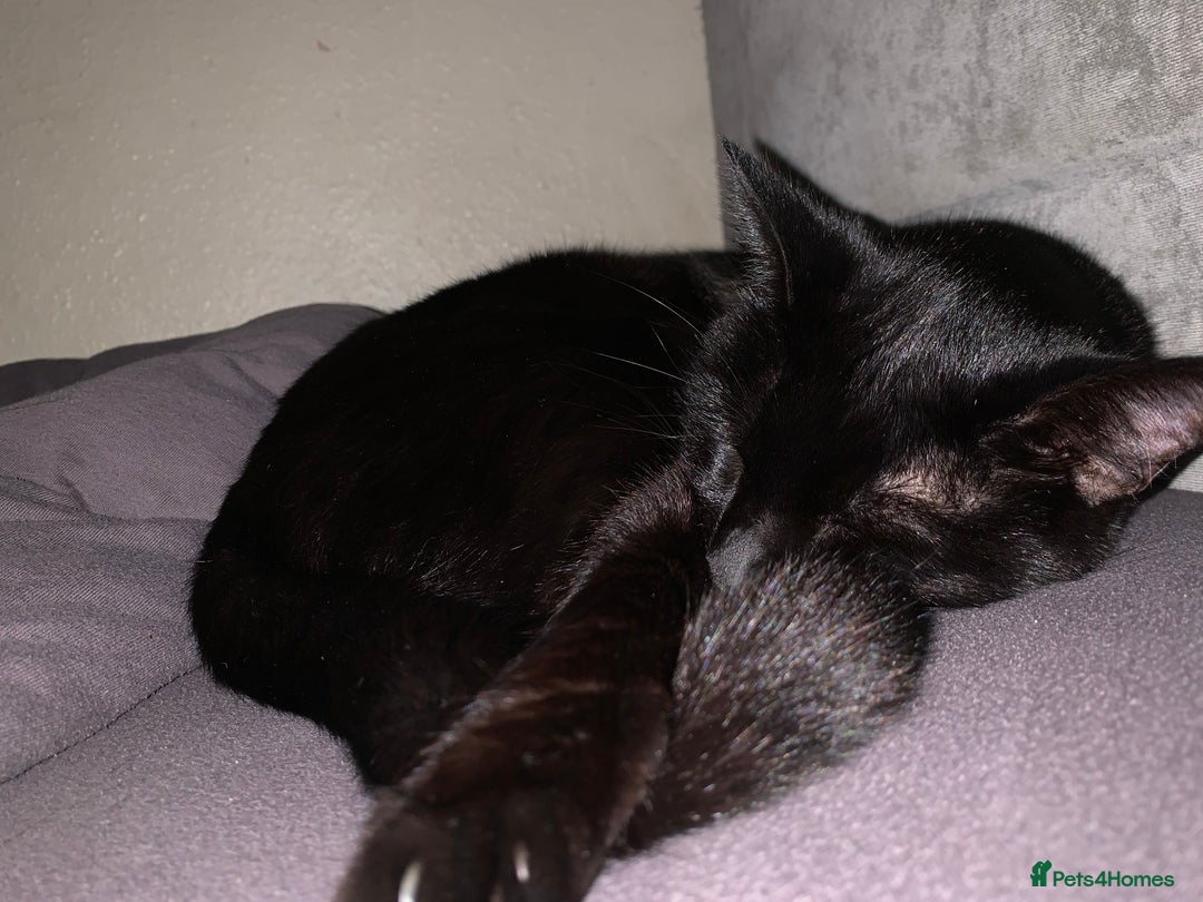 Maine Coon cats for sale: Free 2 year old Main coon crosses - Image 6