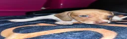 Miniature Dachshund dogs for sale: Beautiful Piebald Miniature Dachshund Puppies in Morpeth - Advert 4