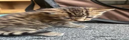 Mixed Breed cats for sale: Kittens For Sale - Advert 11