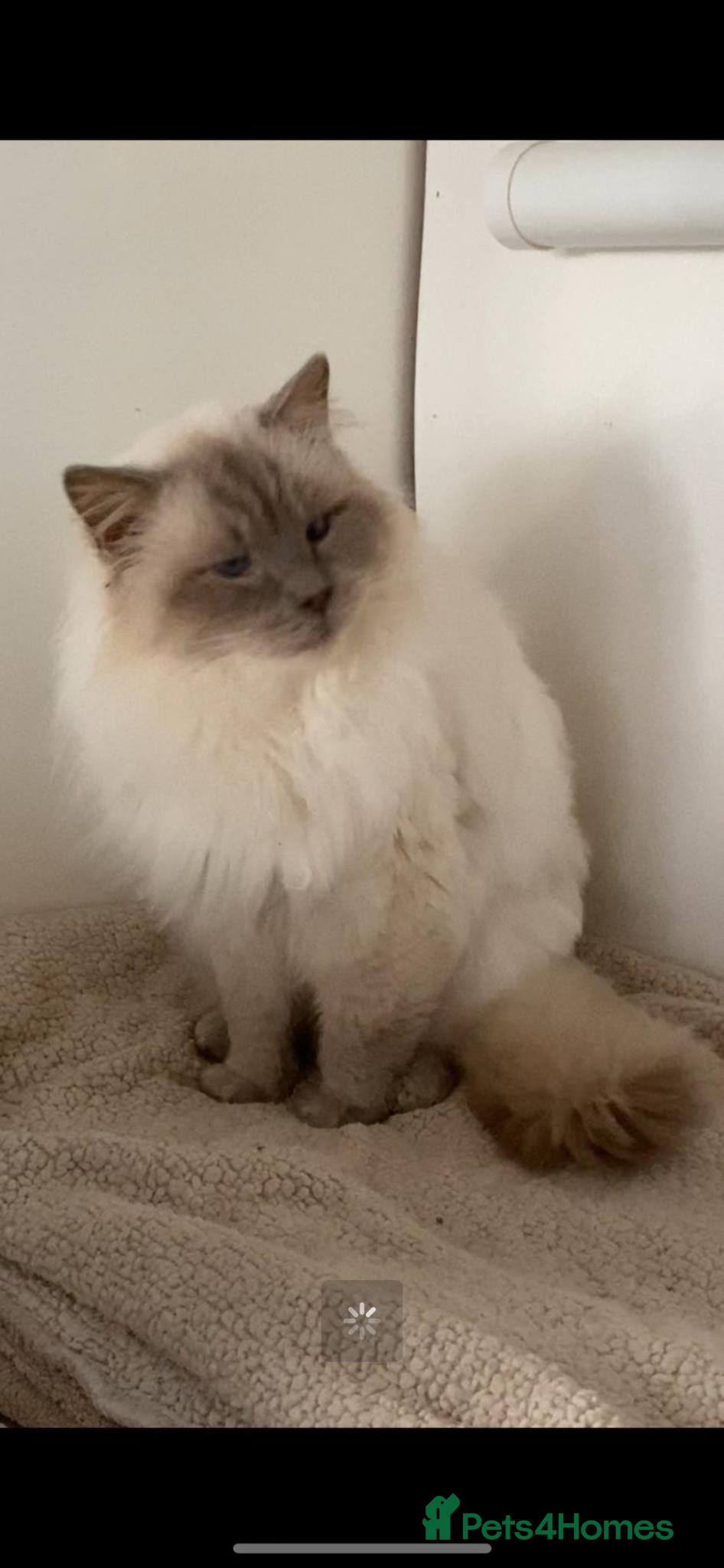 Ragdoll cats GCCF ACTIVE  LILAC MALE  - Advert 2