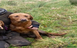 Labrador Retriever dogs for sale: Stunning ftch fox red puppies - Image 27