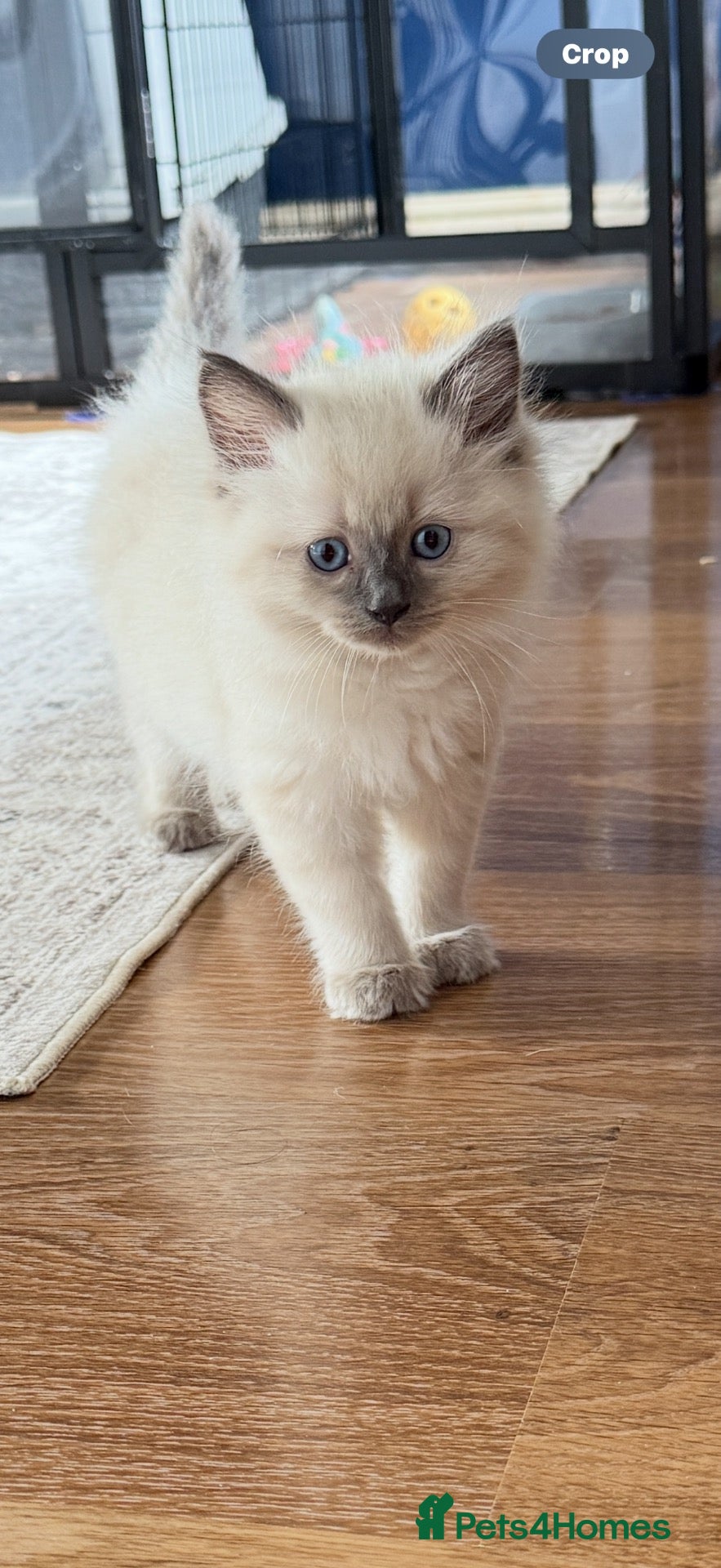 Ragdoll cats 5 ragdoll kittens - Advert 9