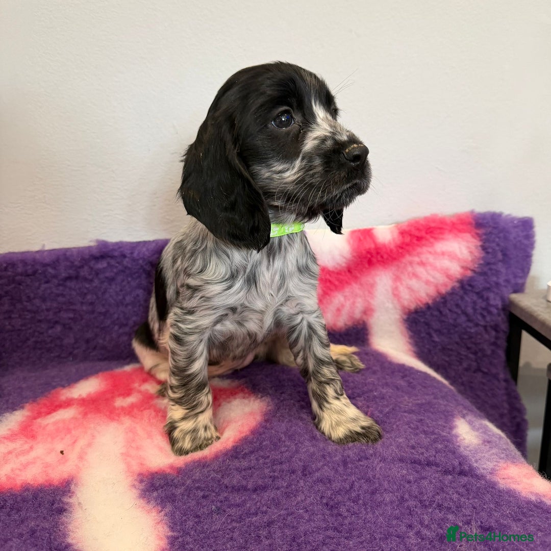 Cocker Spaniel dogs for sale: Stunning cocker spaniel pups  - Advert 13
