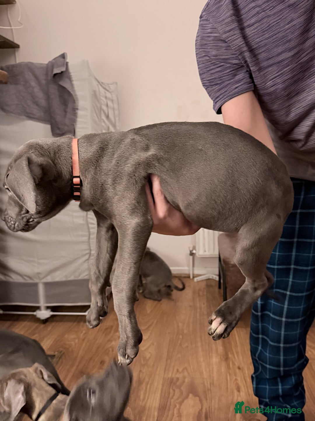 Cane Corso dogs for sale: Cane corso puppies - Advert 11