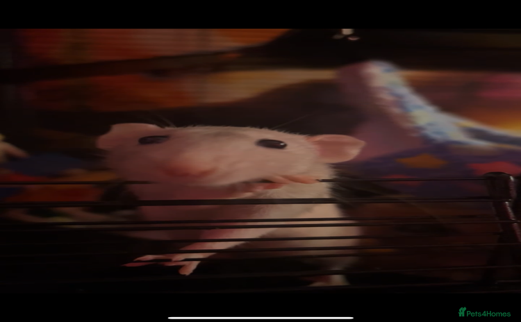 Rat rodents - Advert 1