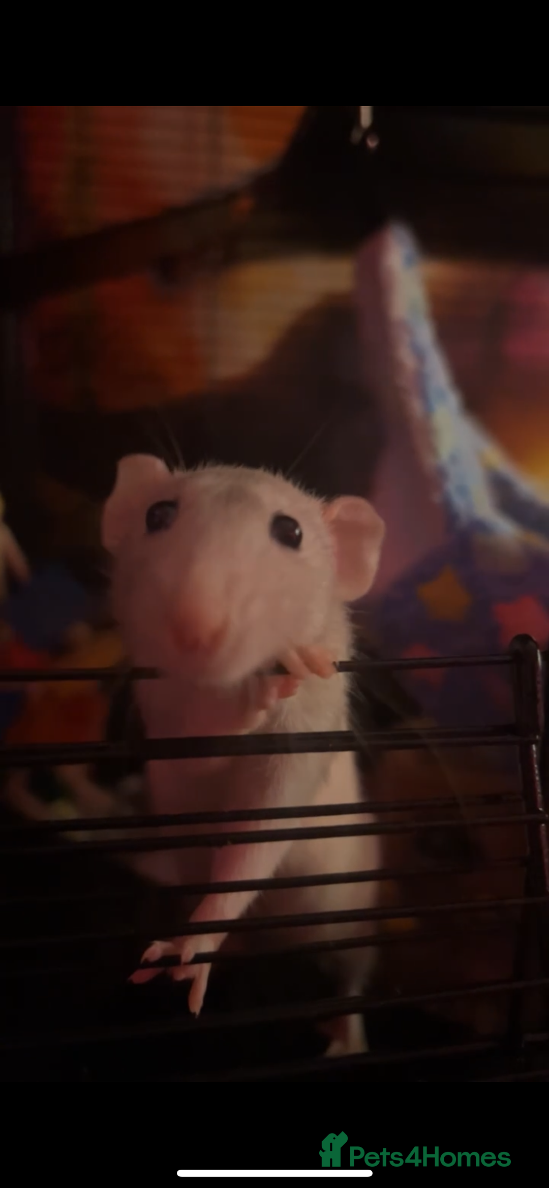 Rat rodents for sale: 2x female dumbo rats  - Image 1