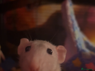 Rat rodents for sale - Advert 1