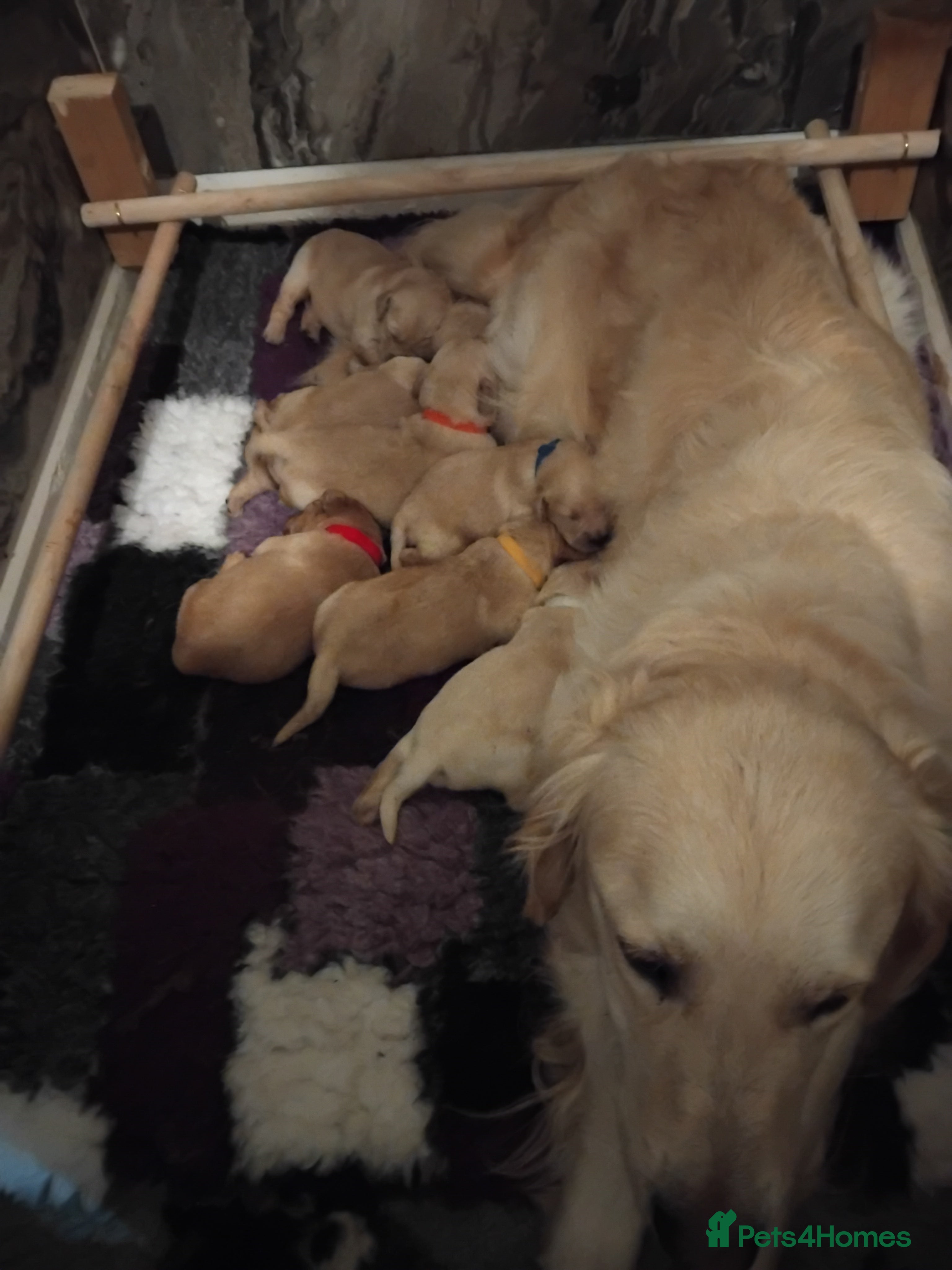 Golden Retriever dogs for sale: 7 beautiful golden retriever babies - Advert 9