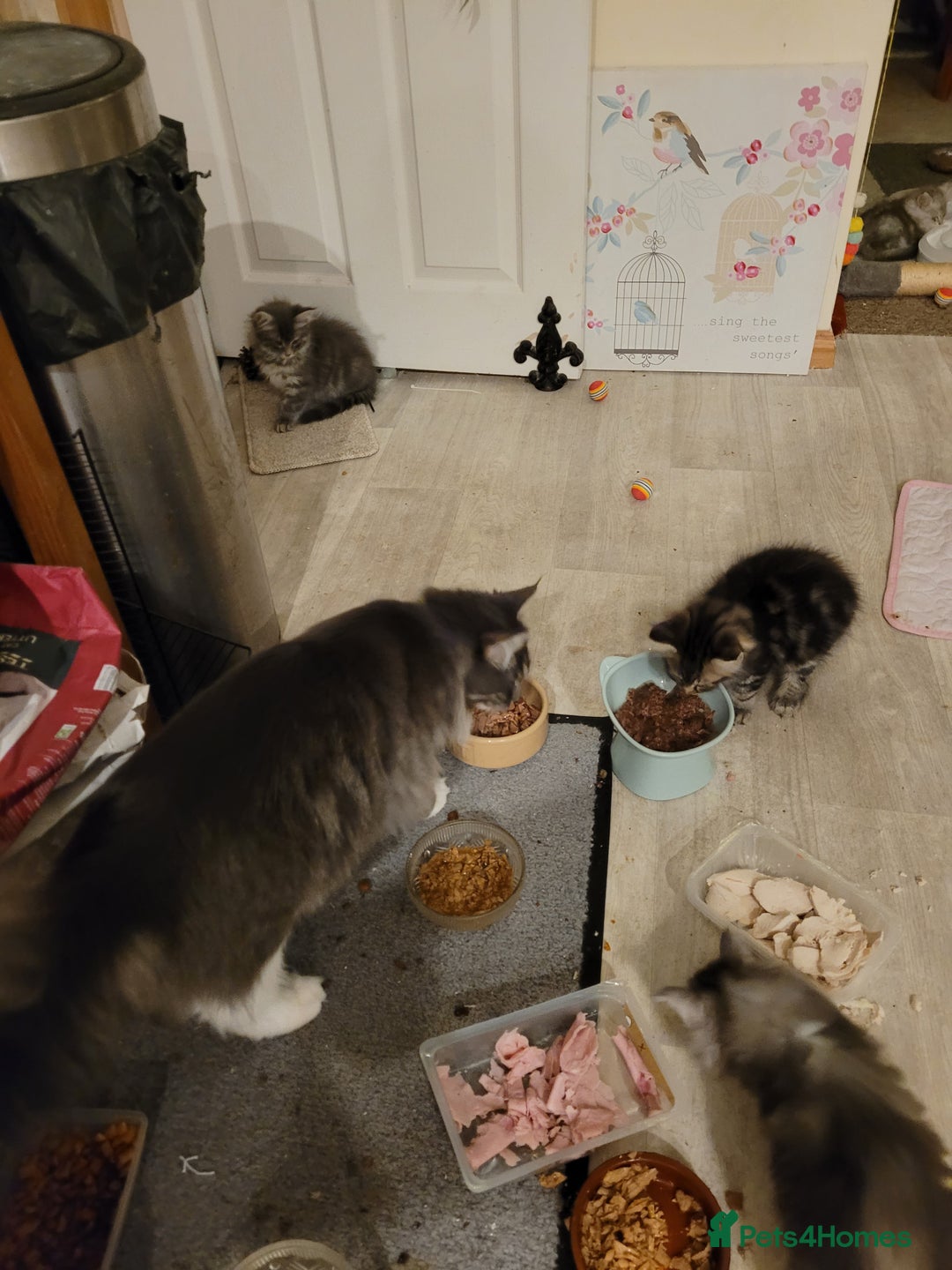 Maine Coon cats for sale: Maine coon ragdoll Cross  - Image 1