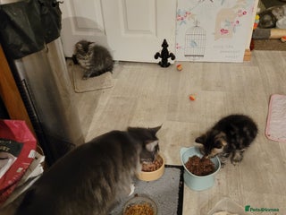 Maine Coon cats - Advert 1