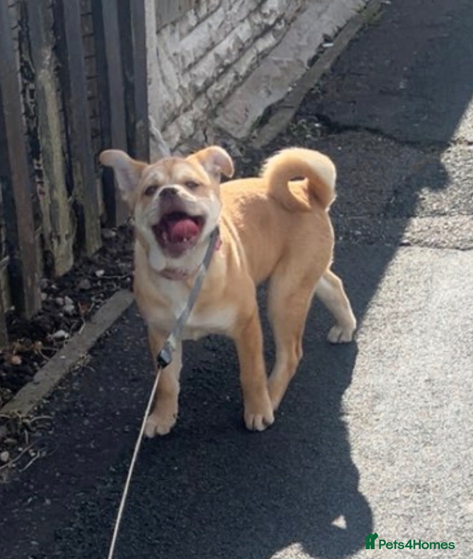 Mixed Breed dogs bambi - Advert 1