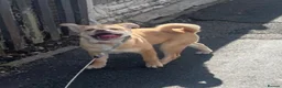 Mixed Breed dogs for sale: bambi in Ellesmere Port - Advert 1