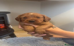Cockapoo dogs for sale: Beautiful F1 Cockapoo puppies  - Image 8