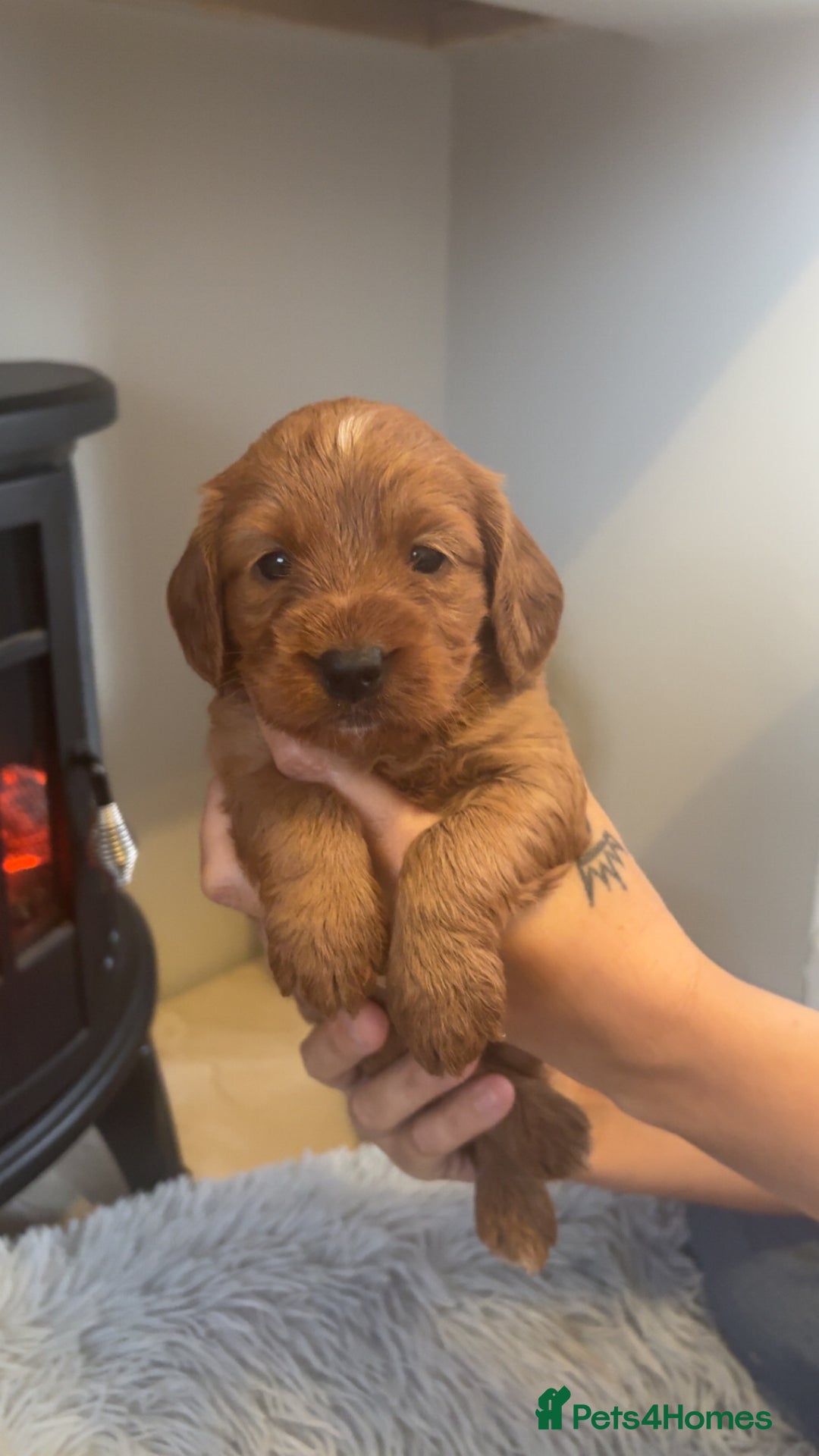 Cockapoo dogs for sale: Beautiful F1 Cockapoo puppies  - Image 8
