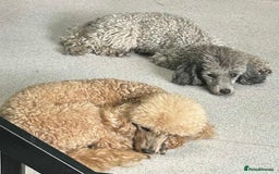 Toy Poodle dogs for sale: Adorable little toy poodle girls  - Image 14