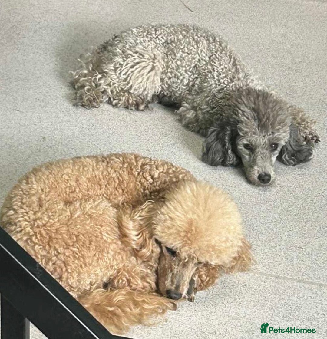 Toy Poodle dogs for sale: Adorable little toy poodle girls  - Image 14