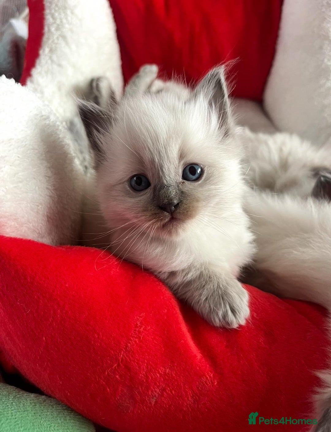 Ragdoll cats for sale: Two GCCF ragdoll boys ♂️♂️😺😺 - Advert 19