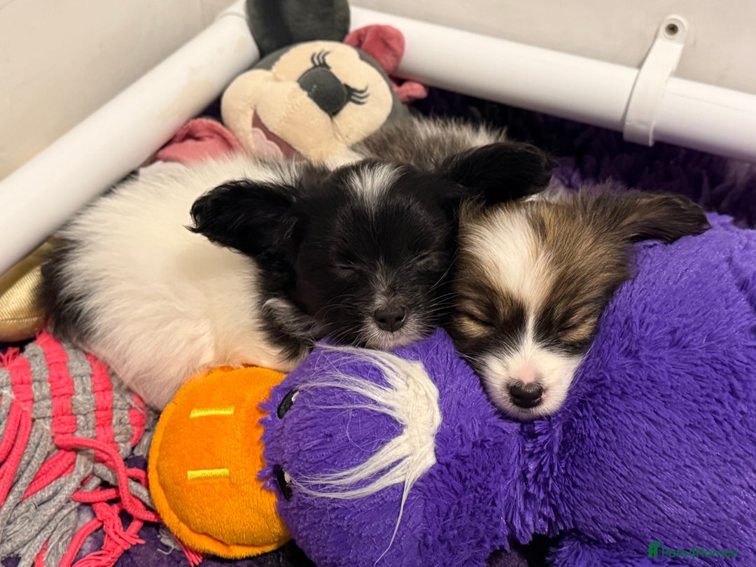 Papillon dogs for sale: Gorgeous litter of Papillon puppies for sale - Advert 1