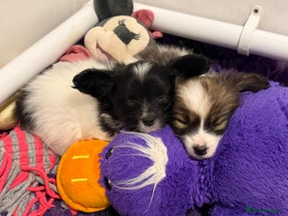 Papillon dogs Gorgeous litter of Papillon puppies for sale - Advert 1