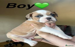 Mixed Breed dogs for sale: Olde Thyme English bulldog X New english bulldogs - Image 9