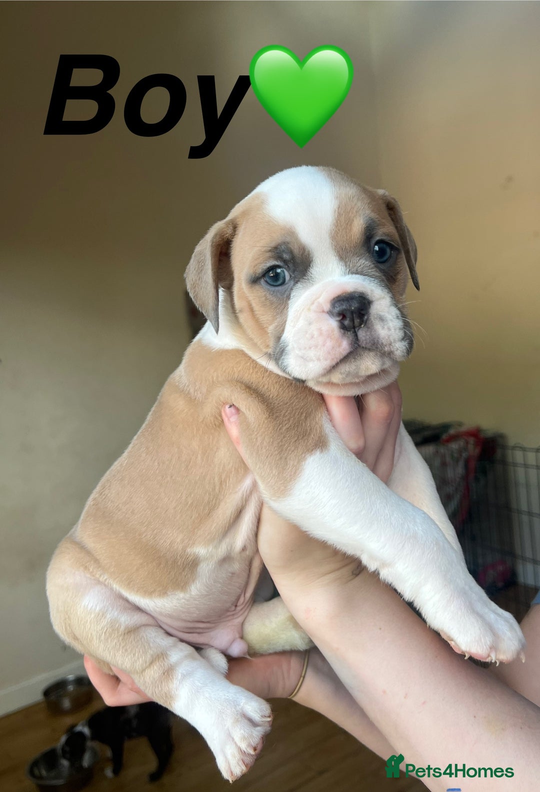 Mixed Breed dogs for sale: Olde Thyme English bulldog X New english bulldogs - Image 9