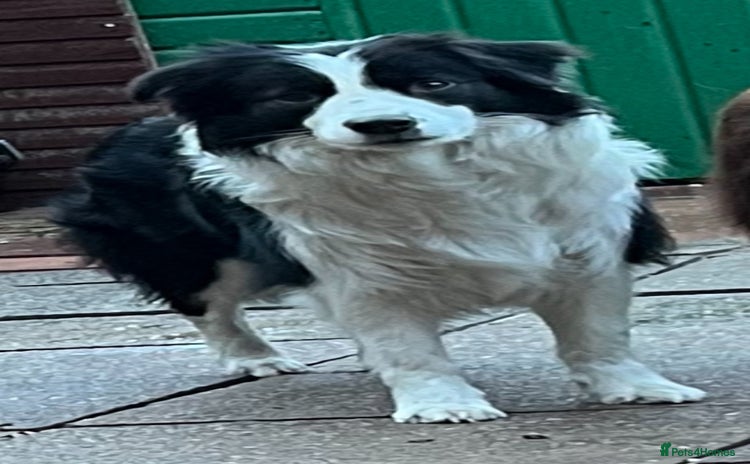 Border Collie dogs Stunning Traditional Show Line Health Tested Pups - Advert 1