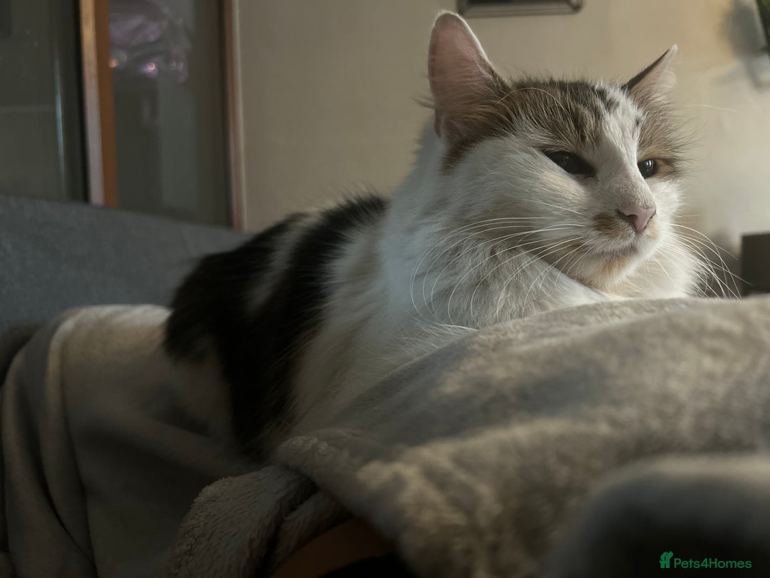 Maine Coon cats for sale: Rosie - Advert 5