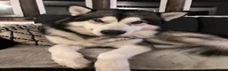 Alaskan Malamute dogs for stud: Alaskan Malamute for Stud   in Oldham - Advert 8