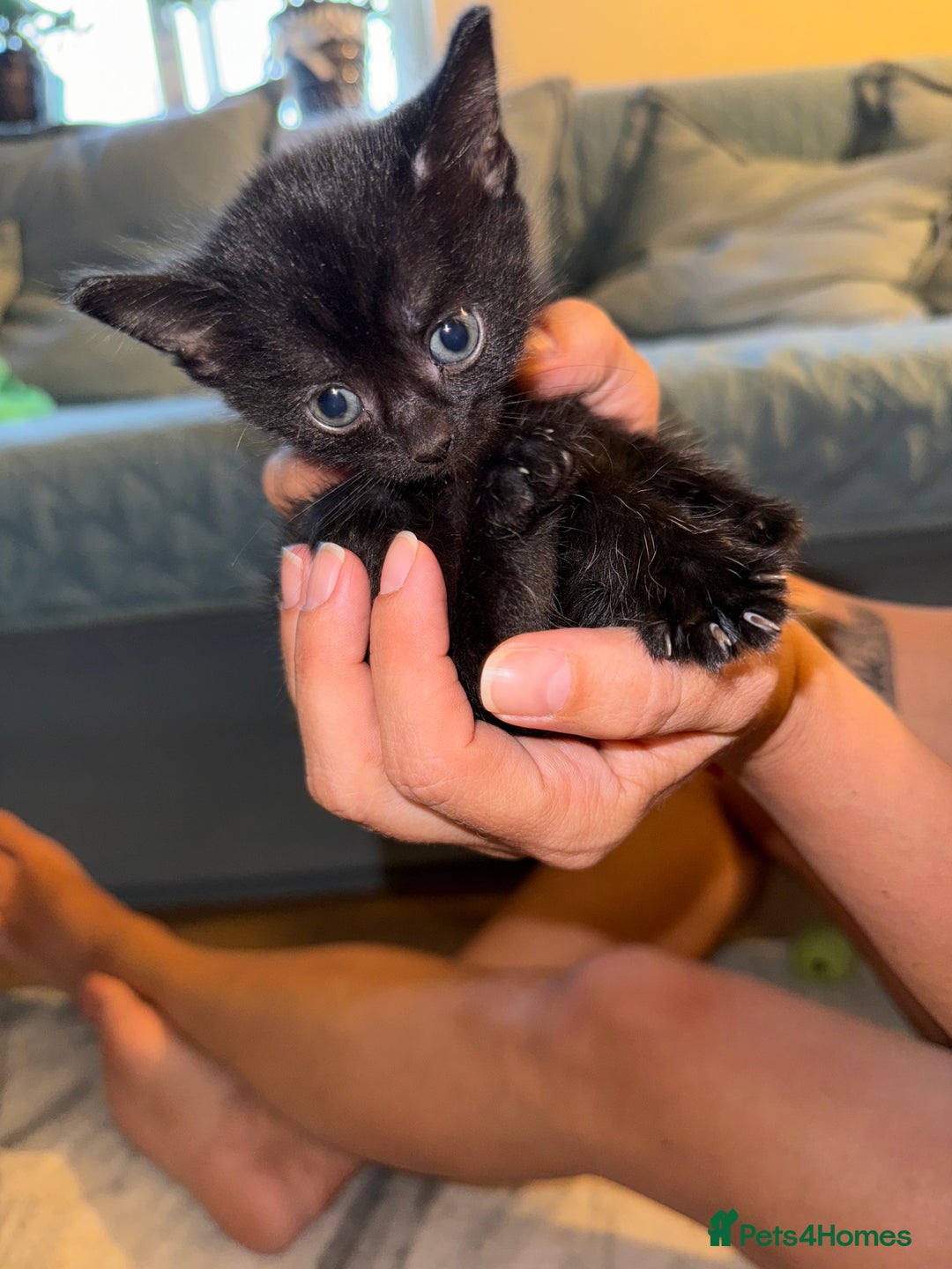 Mixed Breed cats for sale: 🐾 Adorable boy & girl 🐾 - Image 12
