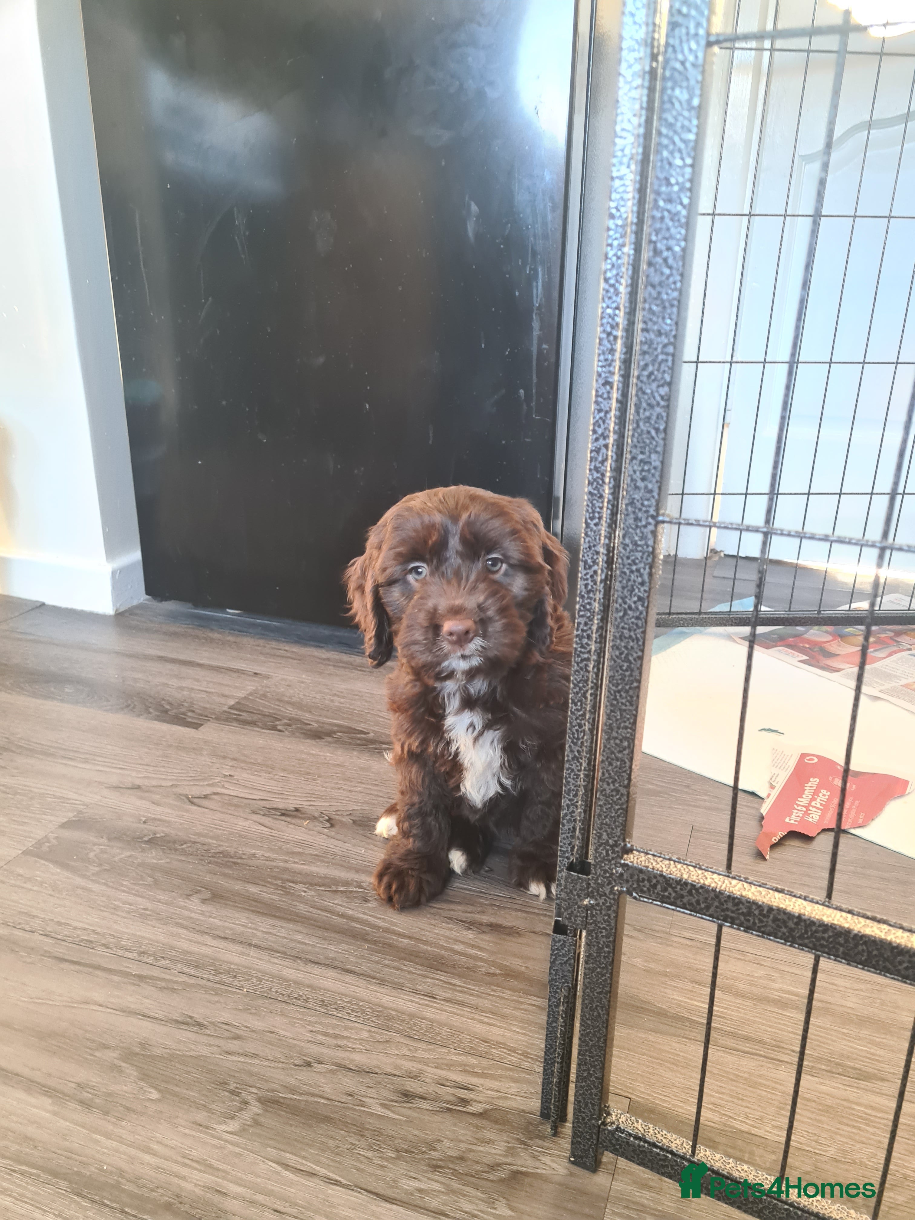 Cockapoo dogs Cockerpoo f2 - Advert 14