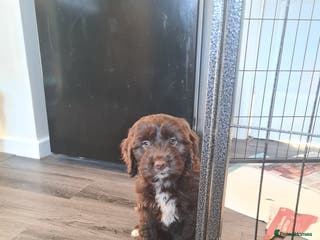 Cockapoo dogs Cockerpoo f2 - Advert 14