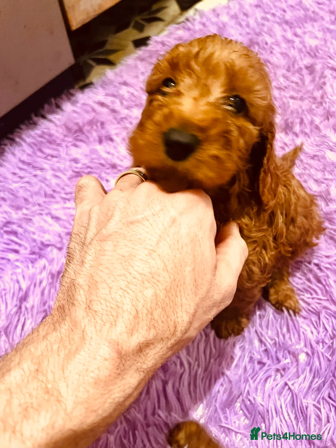 Cockapoo dogs for sale: Stunning 🐶 Cockapoo Puppies - Advert 18