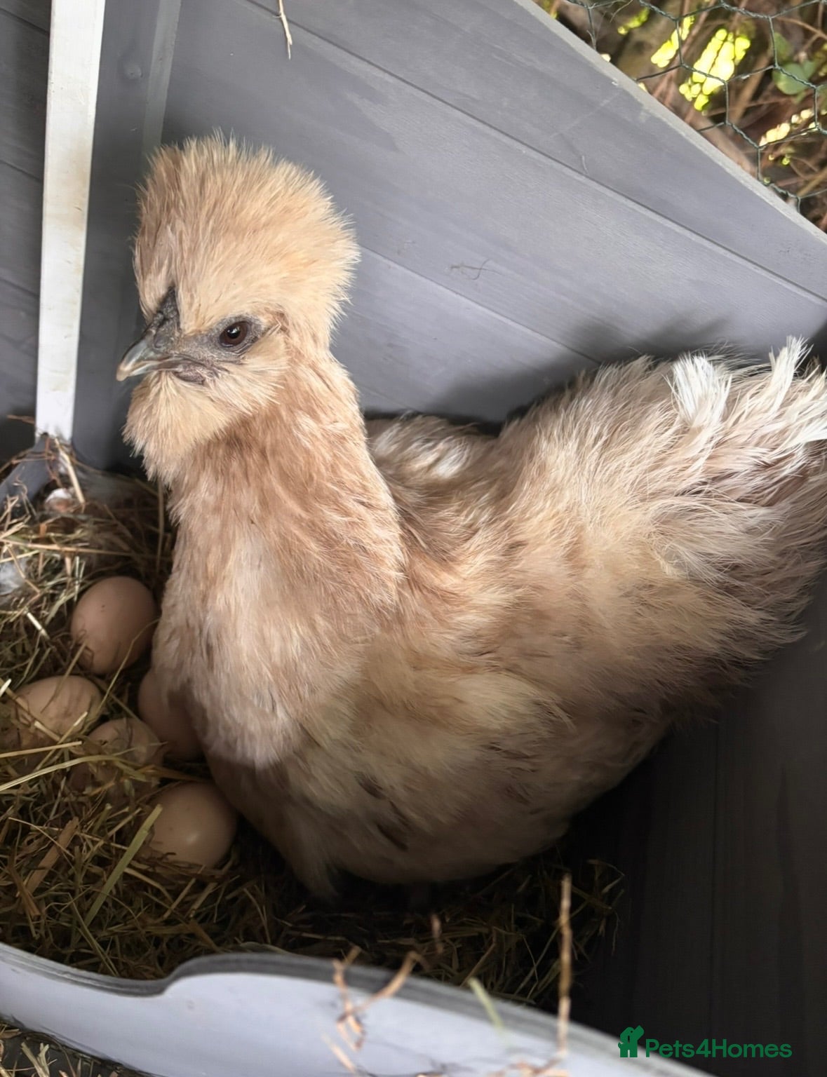 Chickens poultry Splash Silkie Hens x 2  - Advert 1