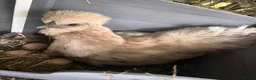 Chickens poultry for sale: Splash Silkie Hens x 2  - Advert 1