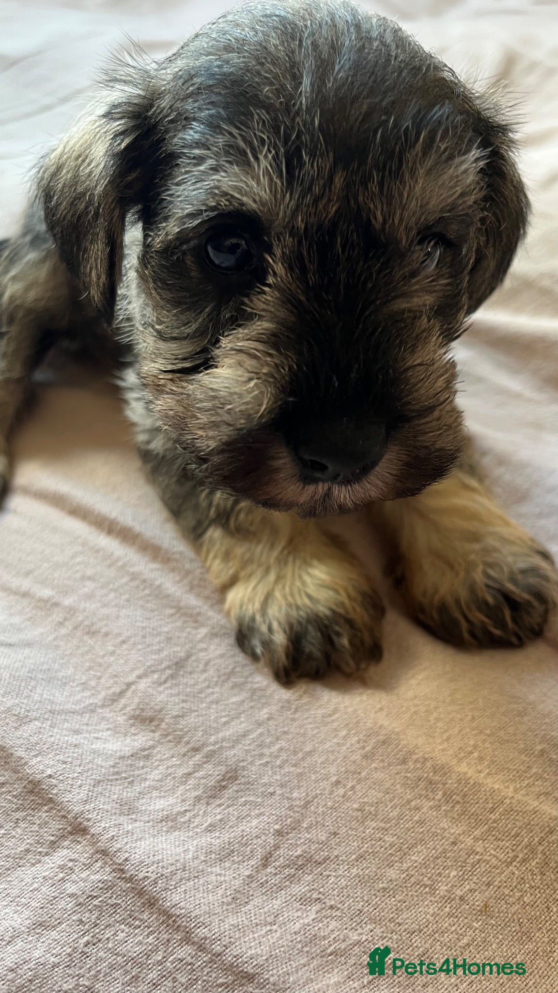 Miniature Schnauzer dogs Male schnauzer  - Advert 2