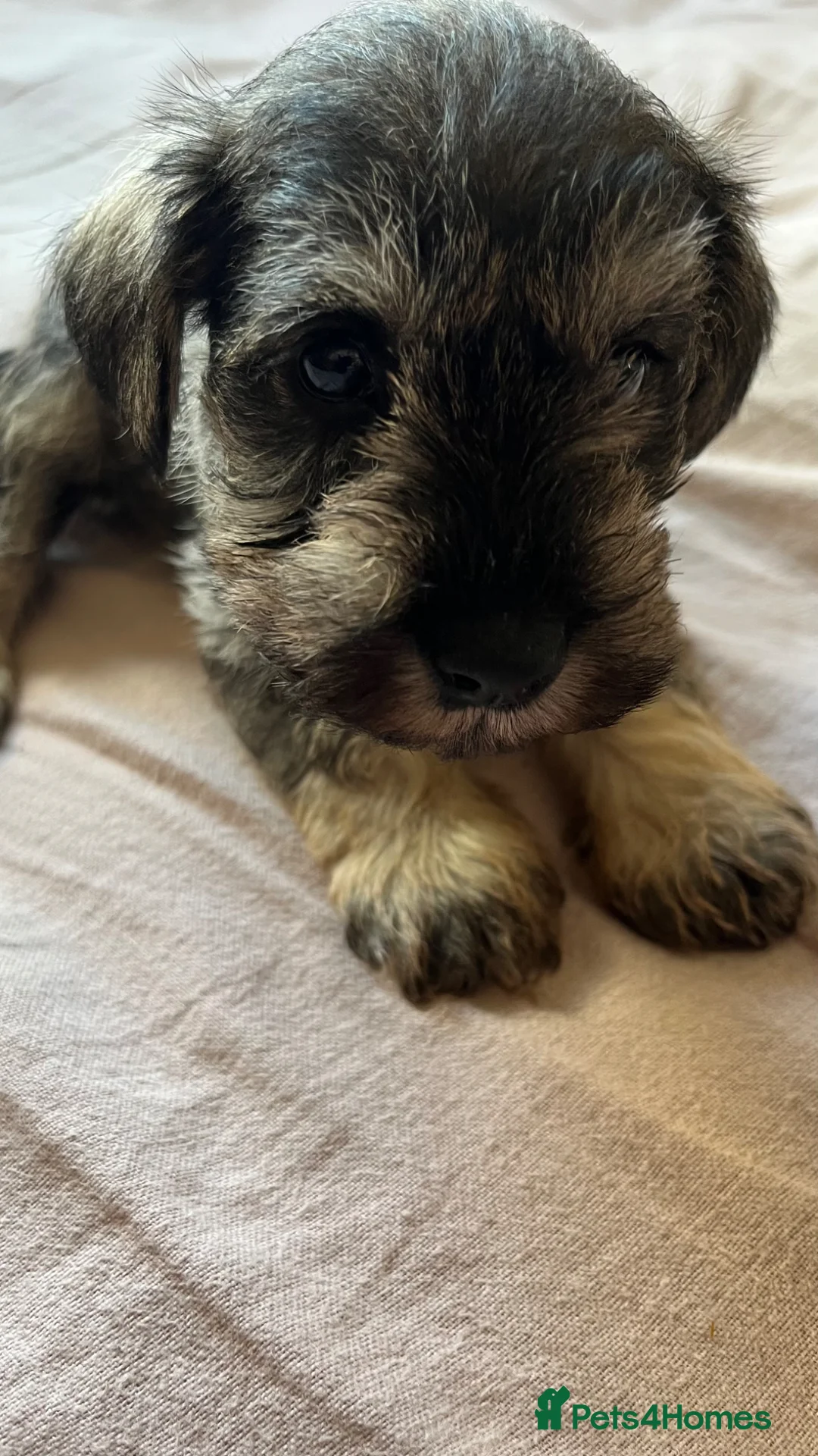 Miniature Schnauzer dogs for sale: Male schnauzer  in Hornsea - Advert 1