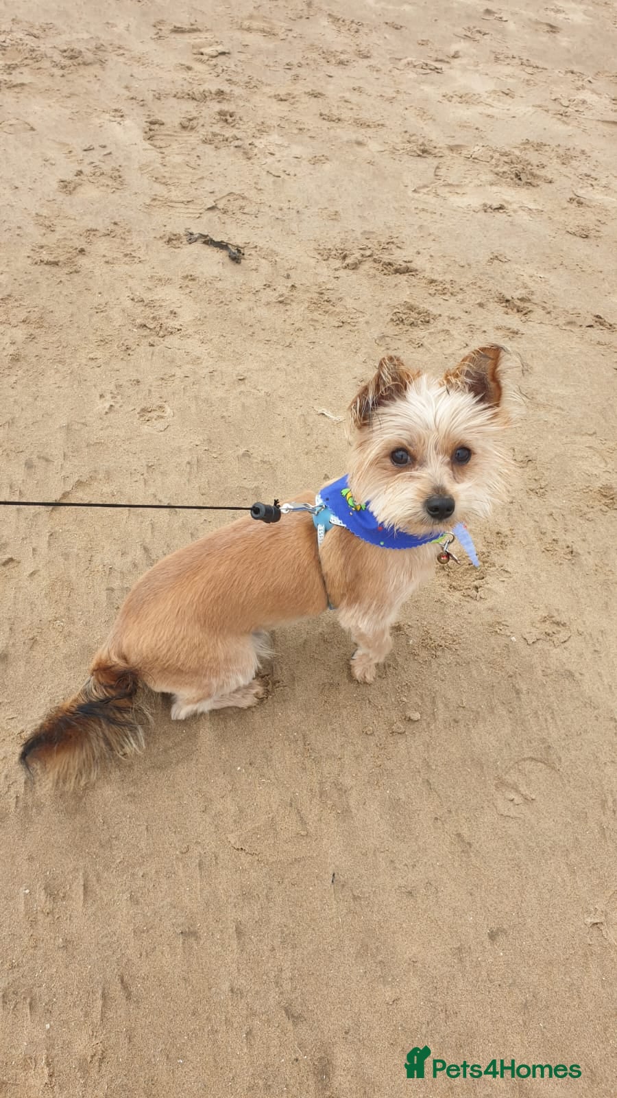 Yorkshire Terrier dogs Yorkshire terrier for stud - Advert 13