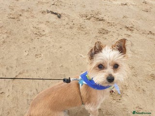 Yorkshire Terrier dogs Yorkshire terrier for stud - Advert 13