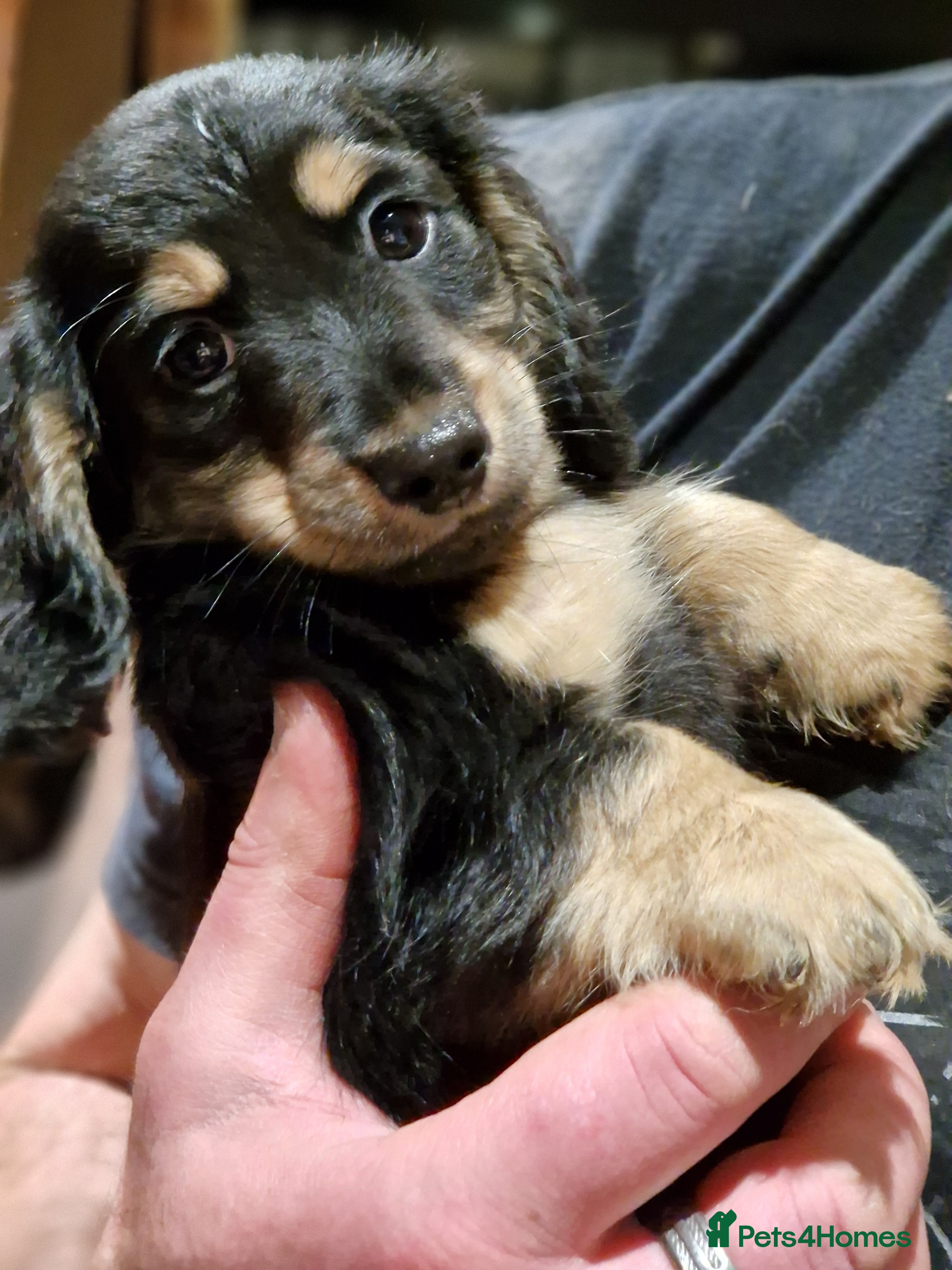 Miniature Dachshund dogs  Ready Now! Last Girl Long Coat Waiting For You  - Advert 6